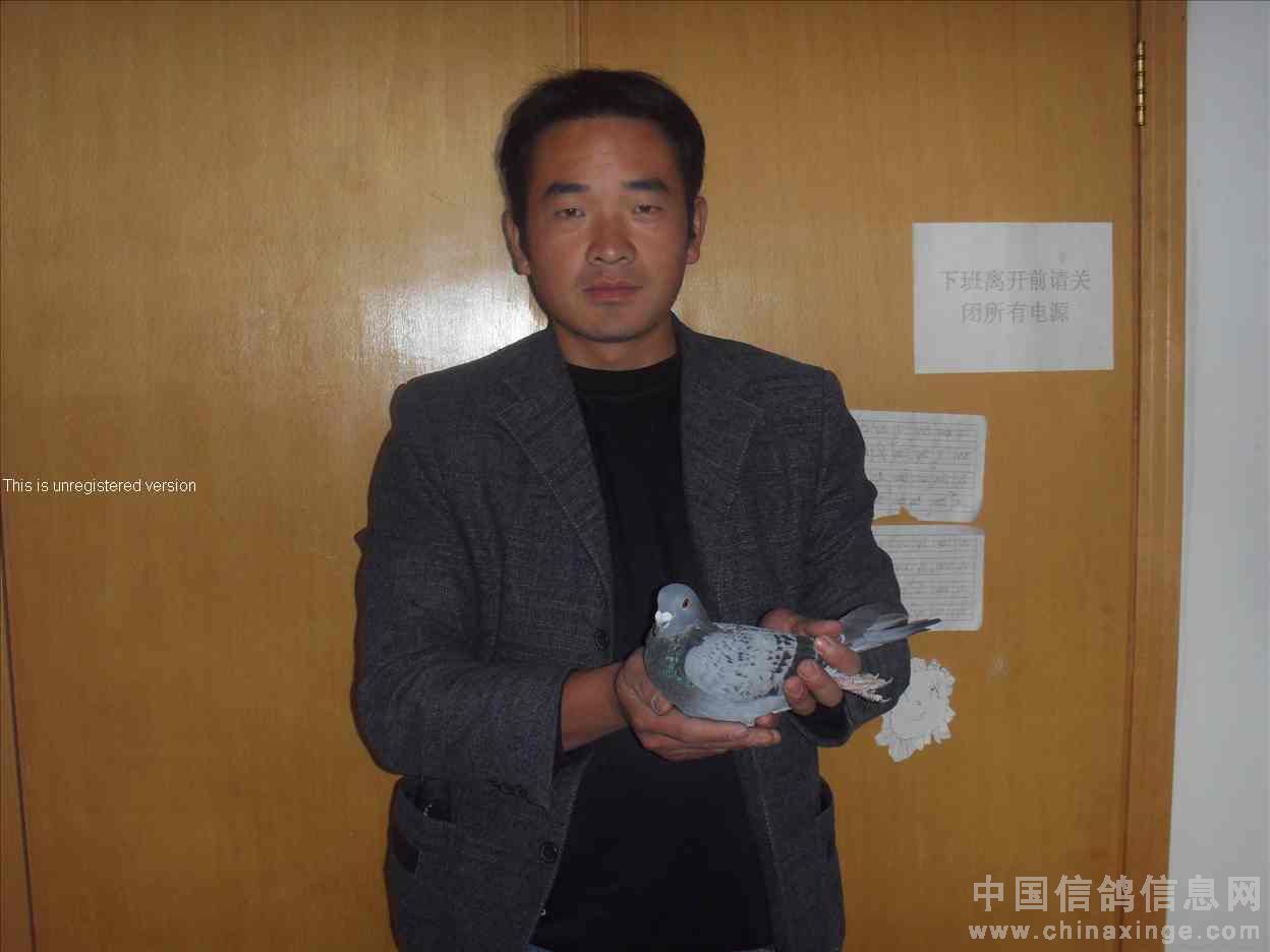 聊城信鸽俱乐部网站(房山鸽会聚来冠俱乐部)”