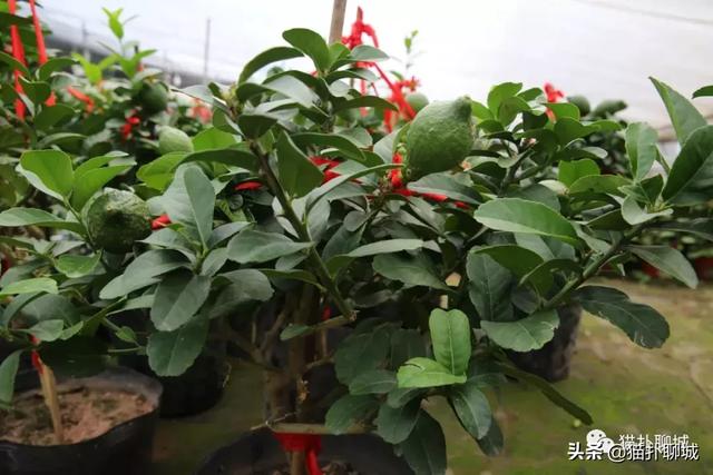 鲜花网站聊城(鲜花网站有哪些)