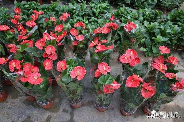 鲜花网站聊城(鲜花网站有哪些)