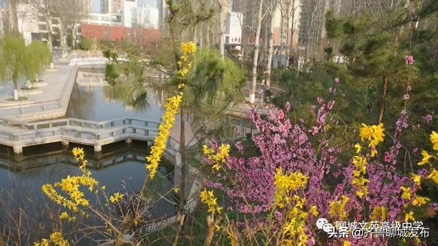 文苑中学聊城网站(聊城文苑初中)”