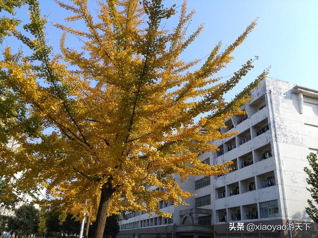 包含聊城大学官方网站查询中心的词条