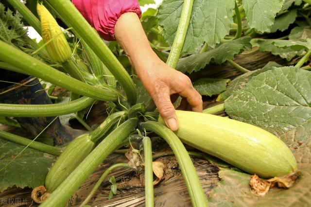 山东聊城平菇价格发布网站(平菇价格最新行情走势)