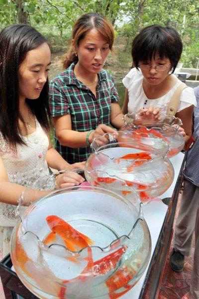 聊城养鱼网站电话(聊城祥泰锦鲤)